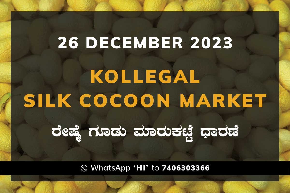 26DecKa02g Kollegal Silk Cocoon Market Price Rate ಕೊಳ್ಳೇಗಾಲ ರೇಷ್ಮೆ ಗೂಡು ಮಾರುಕಟ್ಟೆ ಧಾರಣೆ