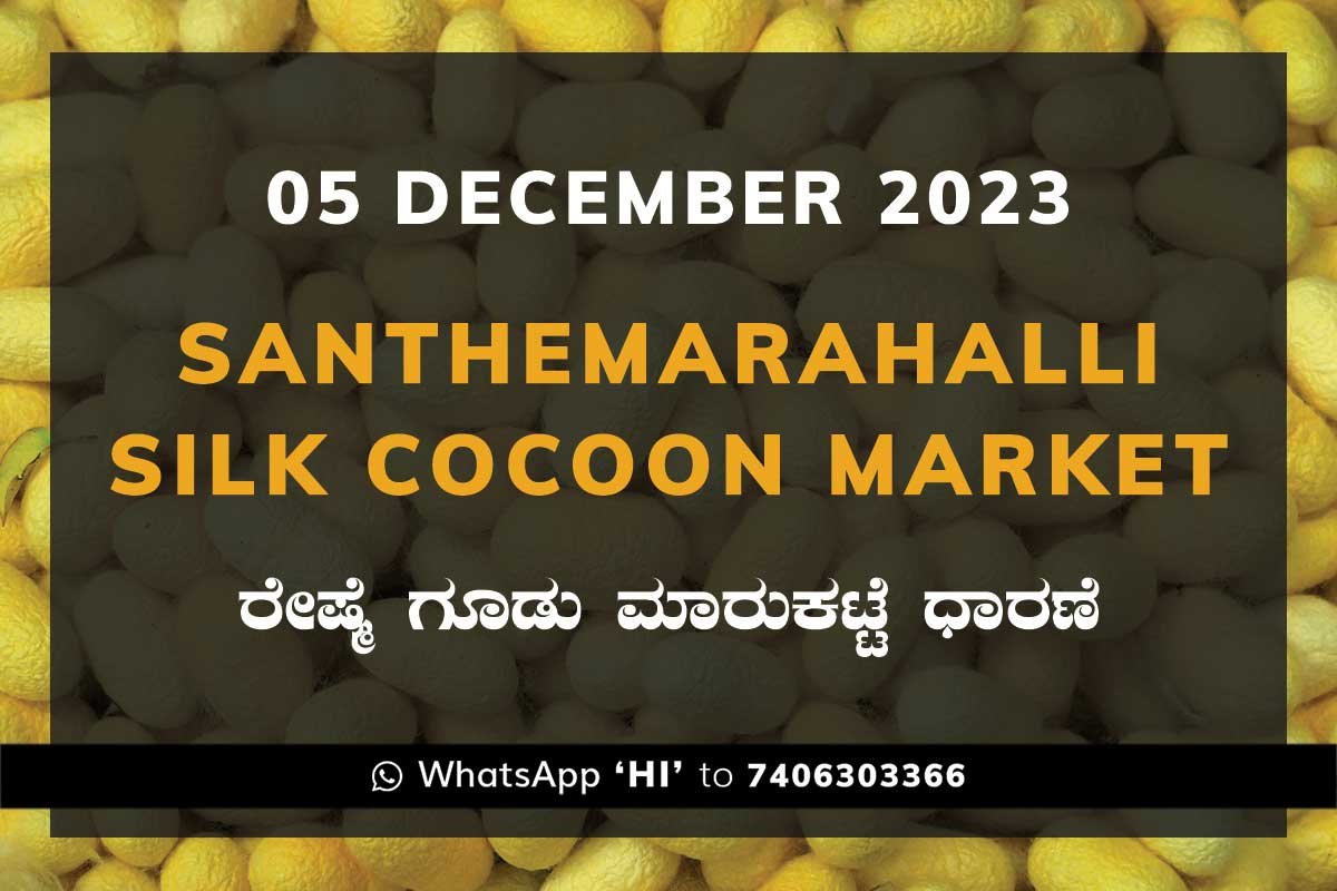 5DecSd02a Silk Santhemarahalli Santemarahalli Government Cocoon Market ಸಂತೇಮರಹಳ್ಳಿ ರೇಷ್ಮೆ ಗೂಡು ಮಾರುಕಟ್ಟೆ ಧಾರಣೆ