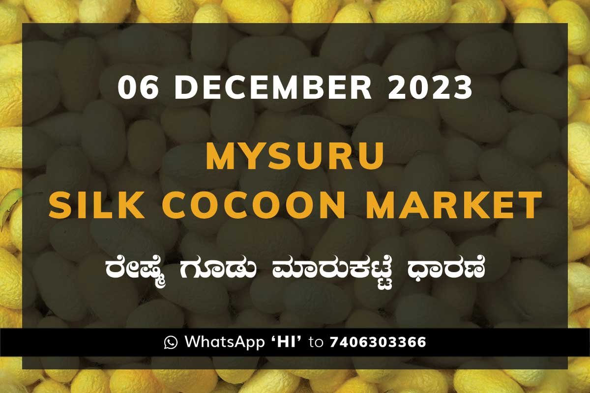 6DecSd02c Mysuru Mysore Silk Cocoon Market Price Rate ಮೈಸೂರು ರೇಷ್ಮೆ ಗೂಡು ಮಾರುಕಟ್ಟೆ ಧಾರಣೆ