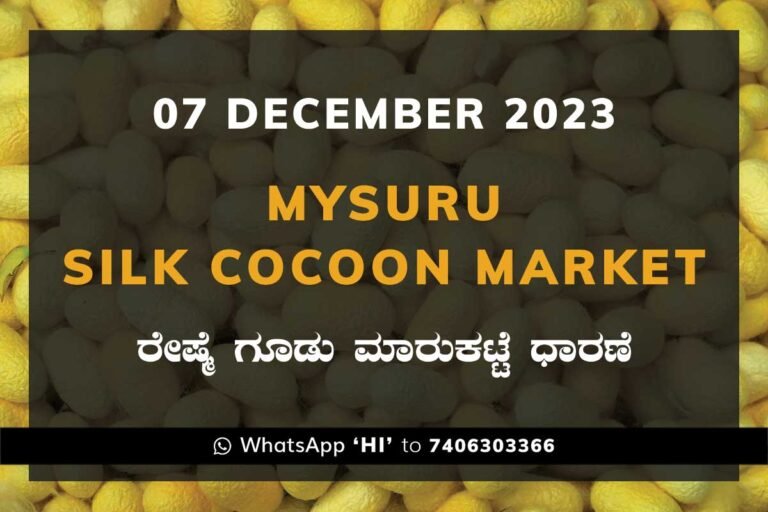 Mysuru Mysore Silk Cocoon Market Price Rate ಮೈಸೂರು ರೇಷ್ಮೆ ಗೂಡು ಮಾರುಕಟ್ಟೆ ಧಾರಣೆ