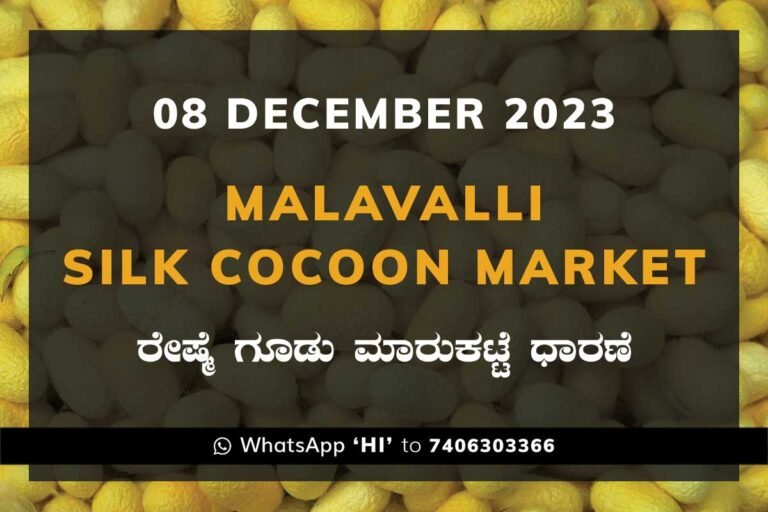 Malavalli Silk Cocoon Market Price Rate ಮಳವಳ್ಳಿ ರೇಷ್ಮೆ ಗೂಡು ಮಾರುಕಟ್ಟೆ ಧಾರಣೆ