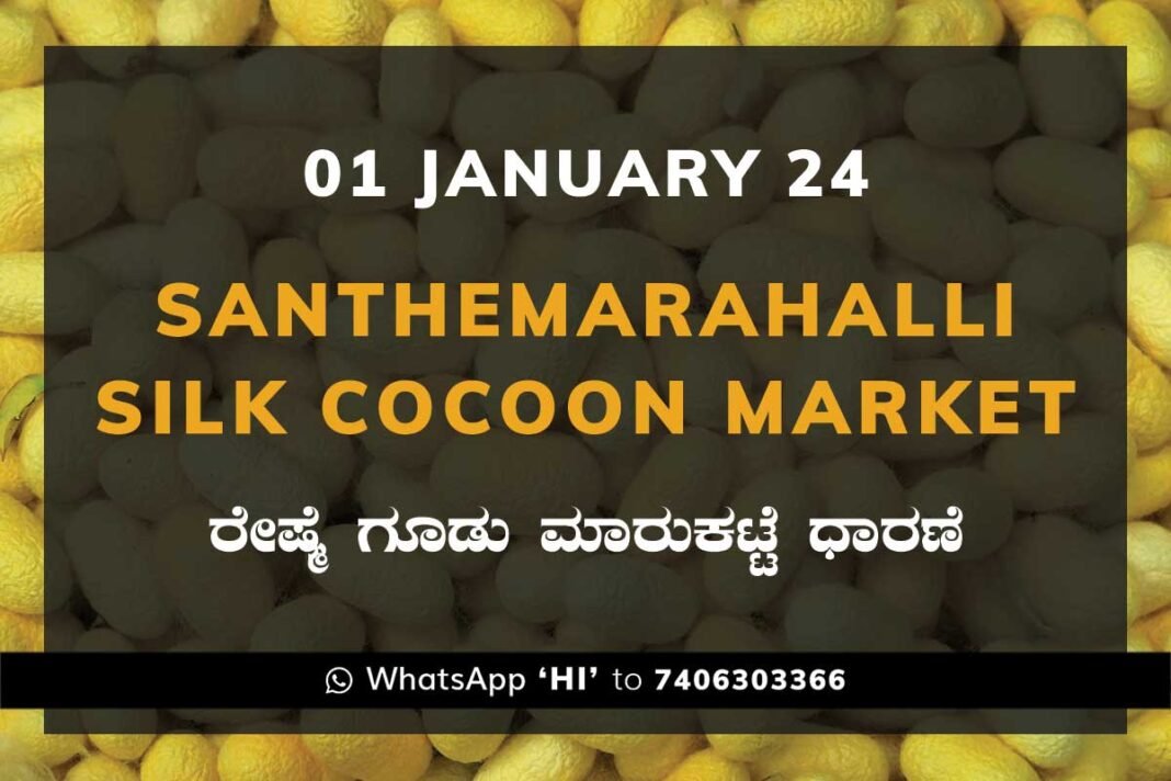 Silk Santhemarahalli Santemarahalli Government Cocoon Market ಸಂತೇಮರಹಳ್ಳಿ ರೇಷ್ಮೆ ಗೂಡು ಮಾರುಕಟ್ಟೆ ಧಾರಣೆ