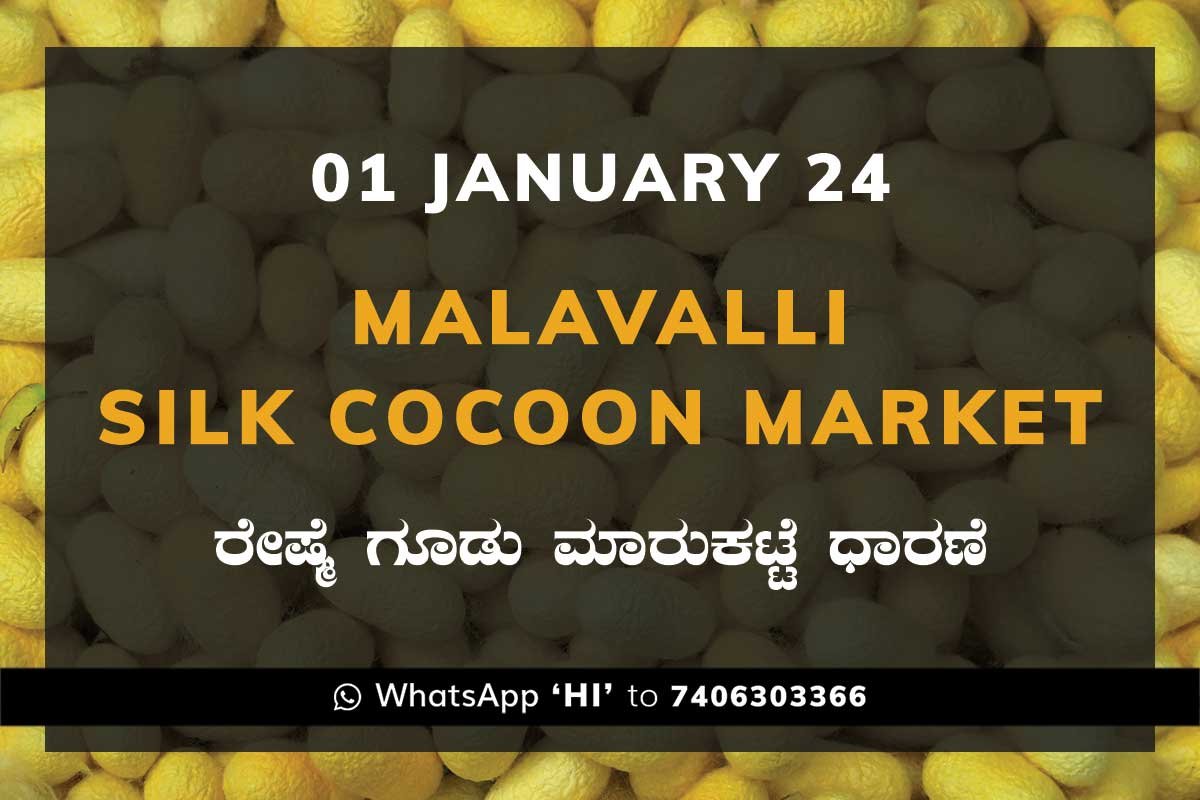 Malavalli Silk Cocoon Market Price Rate ಮಳವಳ್ಳಿ ರೇಷ್ಮೆ ಗೂಡು ಮಾರುಕಟ್ಟೆ ಧಾರಣೆ