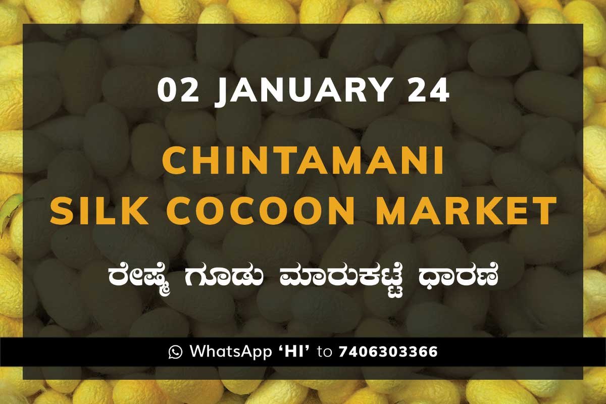 02JanKa02d Chintamani Silk Cocoon Market ಚಿಂತಾಮಣಿ ರೇಷ್ಮೆ ಗೂಡು ಮಾರುಕಟ್ಟೆ ಧಾರಣೆ