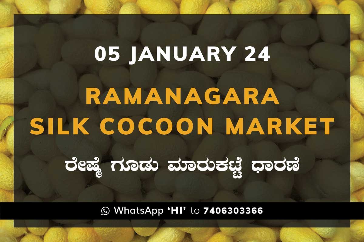 05JanKa02f Ramanagara Silk Cocoon Market ರಾಮನಗರ ರೇಷ್ಮೆ ಗೂಡು ಮಾರುಕಟ್ಟೆ ಧಾರಣೆ