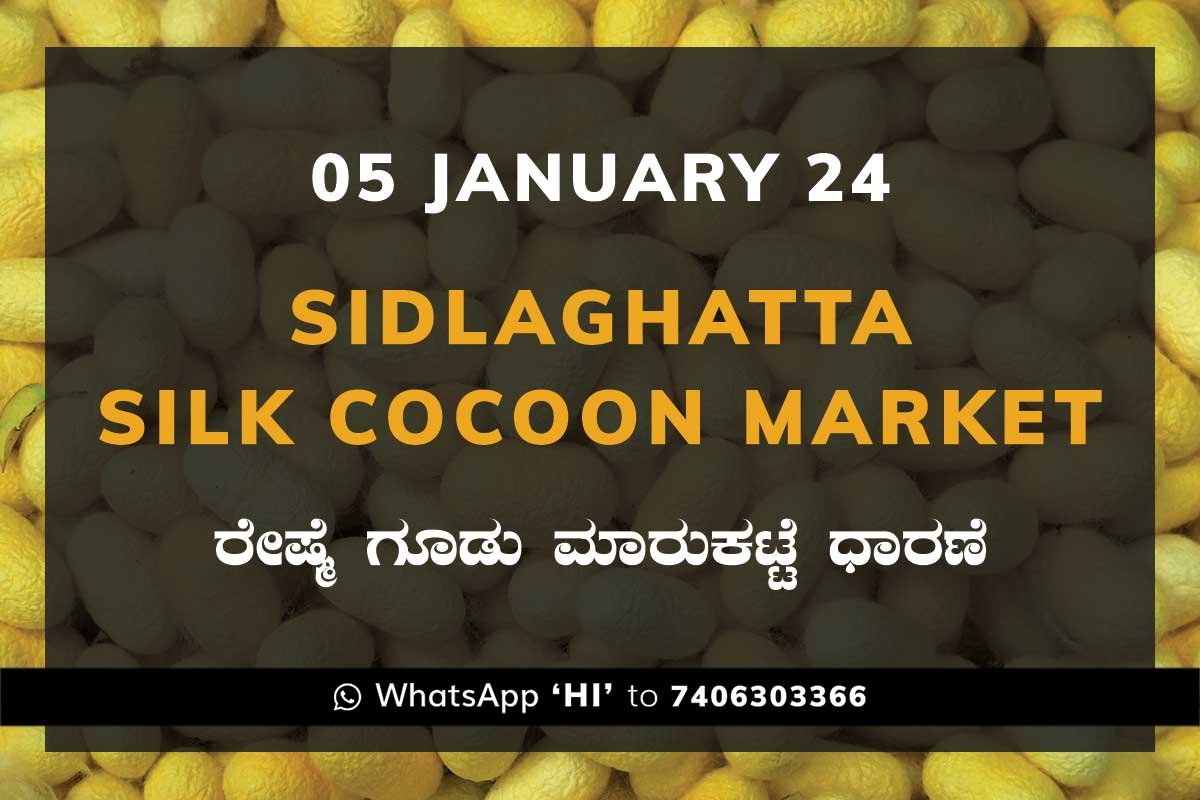 05JanKa02g Sidlaghatta Silk Cocoon Market Price Rate ಶಿಡ್ಲಘಟ್ಟ ರೇಷ್ಮೆ ಗೂಡು ಮಾರುಕಟ್ಟೆ ಧಾರಣೆ