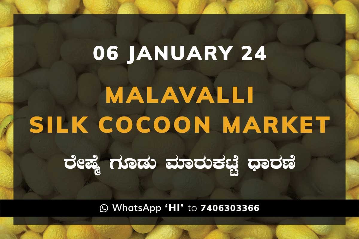 06JanKa02c Malavalli Silk Cocoon Market Price Rate ಮಳವಳ್ಳಿ ರೇಷ್ಮೆ ಗೂಡು ಮಾರುಕಟ್ಟೆ ಧಾರಣೆ