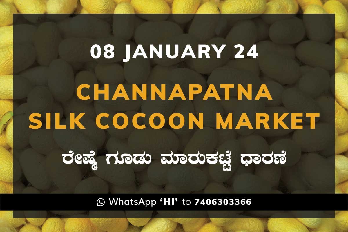 08Jan24Ka2a Channapatna Silk Cocoon Market Price Rate ಚನ್ನಪಟ್ಟಣ ರೇಷ್ಮೆ ಗೂಡು ಮಾರುಕಟ್ಟೆ ಧಾರಣೆ