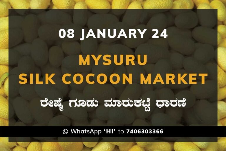 Mysuru Mysore Silk Cocoon Market Price Rate ಮೈಸೂರು ರೇಷ್ಮೆ ಗೂಡು ಮಾರುಕಟ್ಟೆ ಧಾರಣೆ