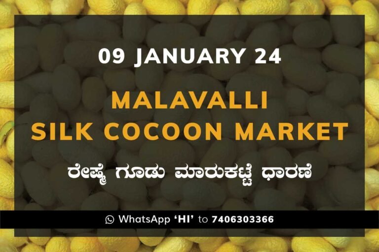 Malavalli Silk Cocoon Market Price Rate ಮಳವಳ್ಳಿ ರೇಷ್ಮೆ ಗೂಡು ಮಾರುಕಟ್ಟೆ ಧಾರಣೆ