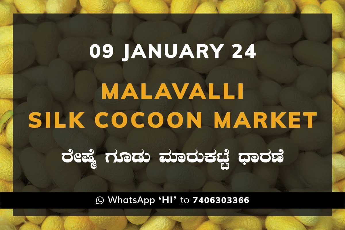 Malavalli Silk Cocoon Market Price Rate ಮಳವಳ್ಳಿ ರೇಷ್ಮೆ ಗೂಡು ಮಾರುಕಟ್ಟೆ ಧಾರಣೆ