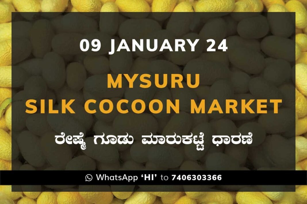 Mysuru Mysore Silk Cocoon Market Price Rate ಮೈಸೂರು ರೇಷ್ಮೆ ಗೂಡು ಮಾರುಕಟ್ಟೆ ಧಾರಣೆ