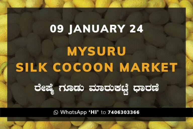 Mysuru Mysore Silk Cocoon Market Price Rate ಮೈಸೂರು ರೇಷ್ಮೆ ಗೂಡು ಮಾರುಕಟ್ಟೆ ಧಾರಣೆ