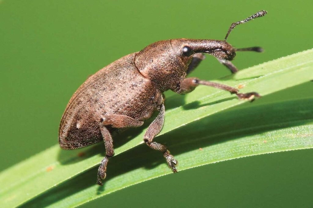 Eucalyptus snout beetle
