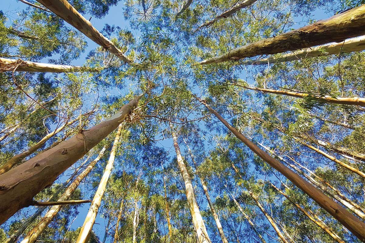 Eucalyptus Snout Beetle control by Fungi