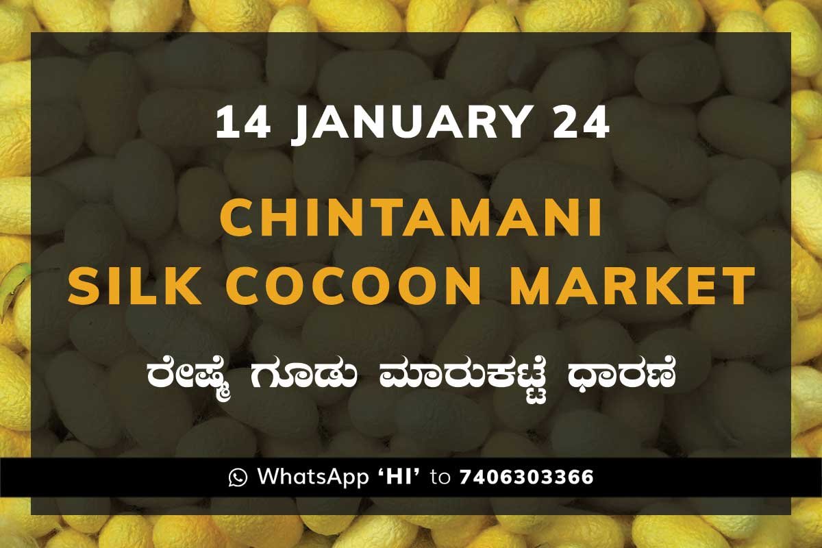 14Jan24Ka2e Chintamani Silk Cocoon Market ಚಿಂತಾಮಣಿ ರೇಷ್ಮೆ ಗೂಡು ಮಾರುಕಟ್ಟೆ ಧಾರಣೆ
