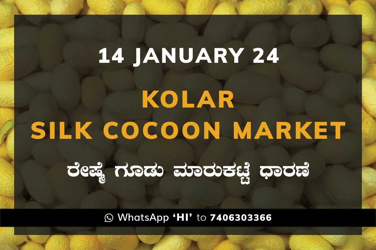 14Jan24Ka2h Kolar Silk Cocoon Market Price Rate ಕೋಲಾರ ರೇಷ್ಮೆ ಗೂಡು ಮಾರುಕಟ್ಟೆ ಧಾರಣೆ