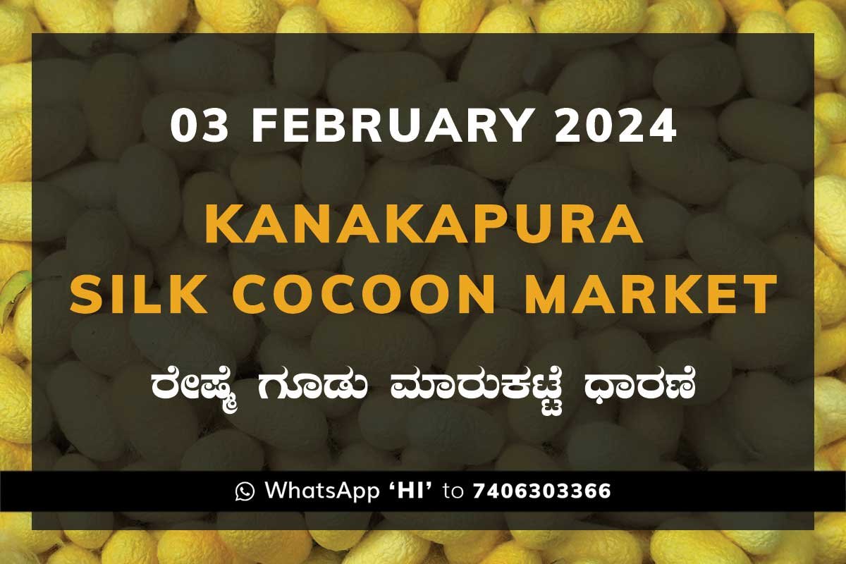 03Feb24Ka2e Kanakapura Silk Cocoon Market ಕನಕಪುರ ರೇಷ್ಮೆ ಗೂಡು ಮಾರುಕಟ್ಟೆ ಧಾರಣೆ
