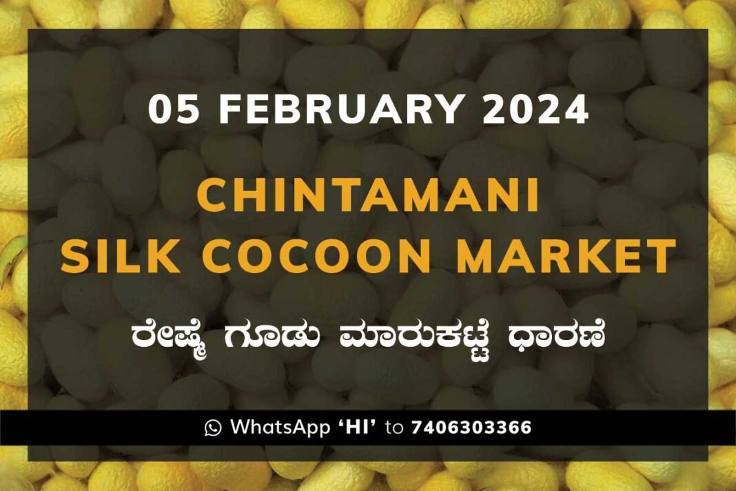 Chintamani Silk Cocoon Market ಚಿಂತಾಮಣಿ ರೇಷ್ಮೆ ಗೂಡು ಮಾರುಕಟ್ಟೆ ಧಾರಣೆ