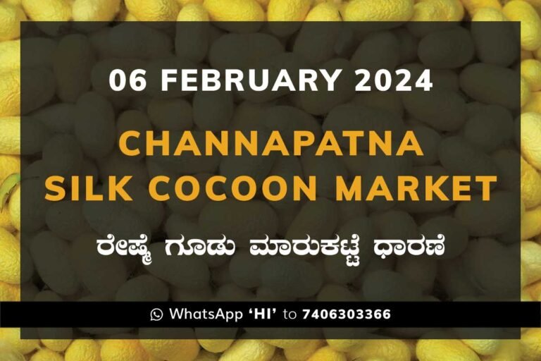 Channapatna Silk Cocoon Market Price Rate ಚನ್ನಪಟ್ಟಣ ರೇಷ್ಮೆ ಗೂಡು ಮಾರುಕಟ್ಟೆ ಧಾರಣೆ