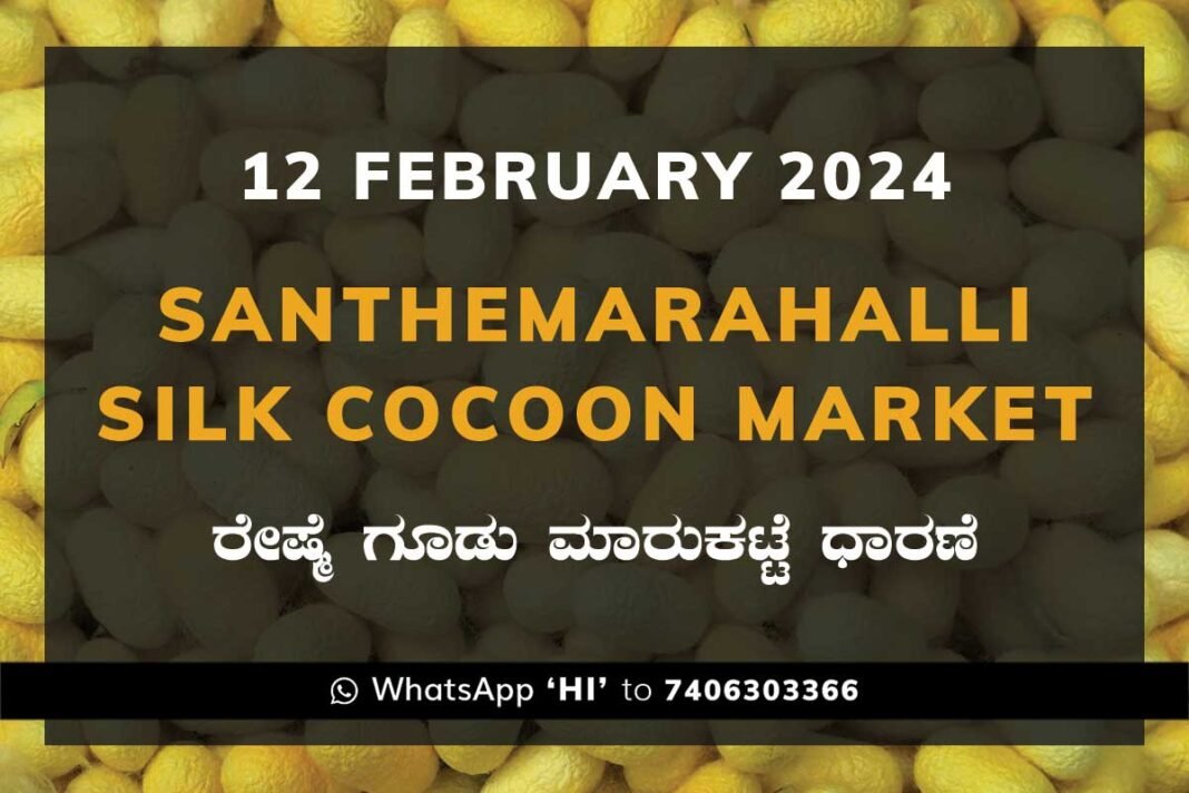 Silk Santhemarahalli Santemarahalli Government Cocoon Market ಸಂತೇಮರಹಳ್ಳಿ ರೇಷ್ಮೆ ಗೂಡು ಮಾರುಕಟ್ಟೆ ಧಾರಣೆ