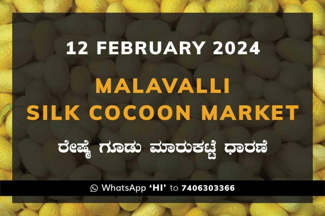 Malavalli Silk Cocoon Market Price Rate ಮಳವಳ್ಳಿ ರೇಷ್ಮೆ ಗೂಡು ಮಾರುಕಟ್ಟೆ ಧಾರಣೆ