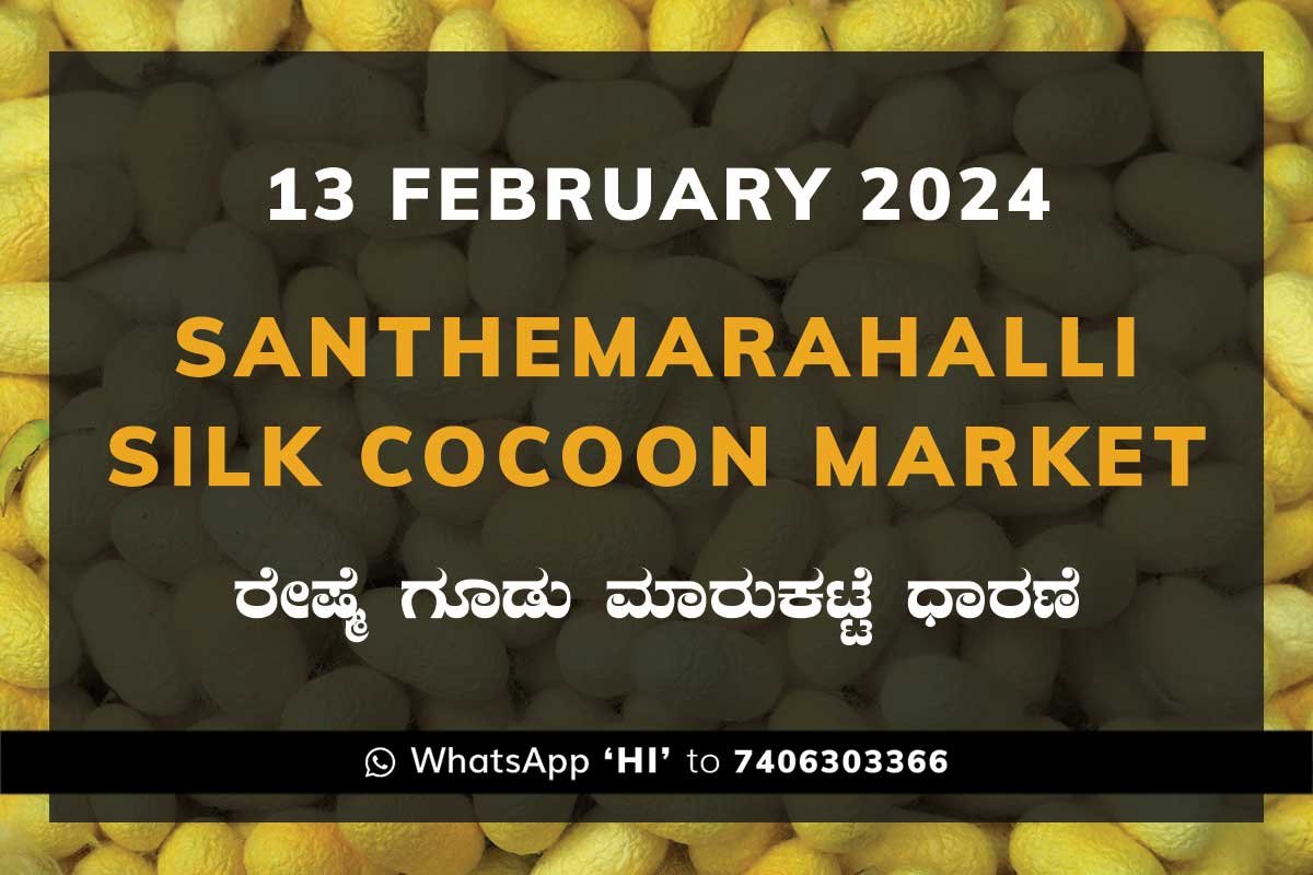 13Feb24Ka2c Silk Santhemarahalli Santemarahalli Government Cocoon Market ಸಂತೇಮರಹಳ್ಳಿ ರೇಷ್ಮೆ ಗೂಡು ಮಾರುಕಟ್ಟೆ ಧಾರಣೆ