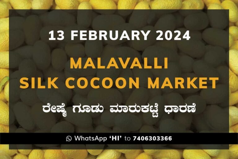 Malavalli Silk Cocoon Market Price Rate ಮಳವಳ್ಳಿ ರೇಷ್ಮೆ ಗೂಡು ಮಾರುಕಟ್ಟೆ ಧಾರಣೆ