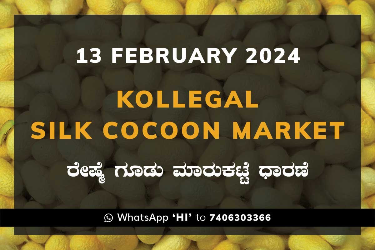 13Feb24Ka2h Kollegal Silk Cocoon Market Price Rate ಕೊಳ್ಳೇಗಾಲ ರೇಷ್ಮೆ ಗೂಡು ಮಾರುಕಟ್ಟೆ ಧಾರಣೆ