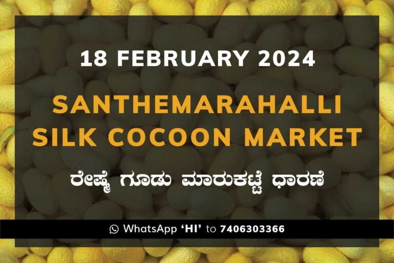 Silk Santhemarahalli Santemarahalli Government Cocoon Market ಸಂತೇಮರಹಳ್ಳಿ ರೇಷ್ಮೆ ಗೂಡು ಮಾರುಕಟ್ಟೆ ಧಾರಣೆ
