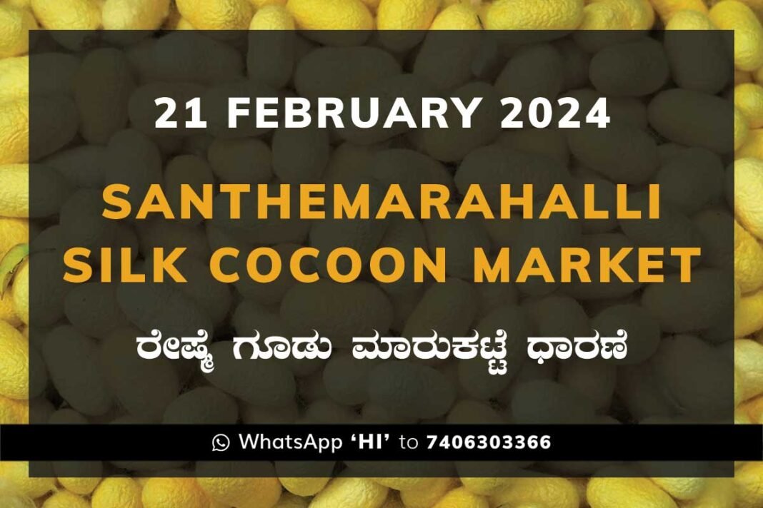 Silk Santhemarahalli Santemarahalli Government Cocoon Market ಸಂತೇಮರಹಳ್ಳಿ ರೇಷ್ಮೆ ಗೂಡು ಮಾರುಕಟ್ಟೆ ಧಾರಣೆ