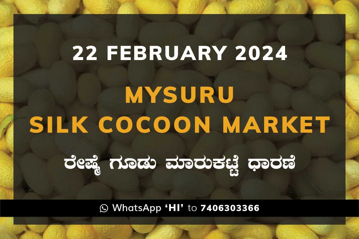 22Feb24Ka2c Mysuru Mysore Silk Cocoon Market Price Rate ಮೈಸೂರು ರೇಷ್ಮೆ ಗೂಡು ಮಾರುಕಟ್ಟೆ ಧಾರಣೆ