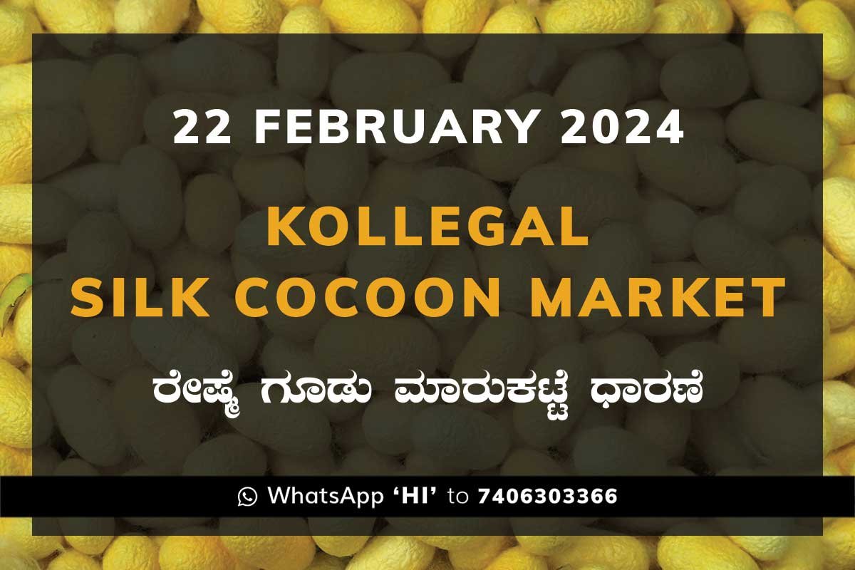 22Feb24Ka2i Kollegal Silk Cocoon Market Price Rate ಕೊಳ್ಳೇಗಾಲ ರೇಷ್ಮೆ ಗೂಡು ಮಾರುಕಟ್ಟೆ ಧಾರಣೆ