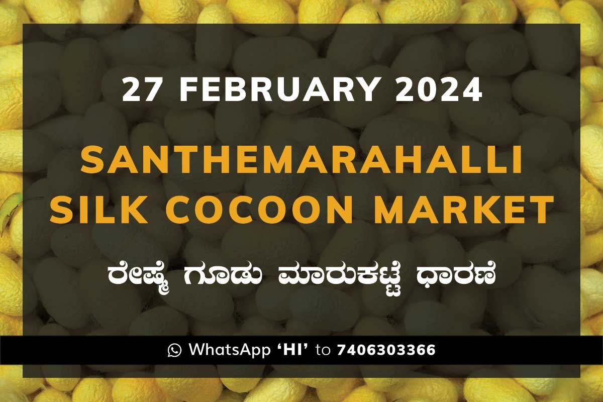 27Feb24Ka2b Silk Santhemarahalli Santemarahalli Government Cocoon Market ಸಂತೇಮರಹಳ್ಳಿ ರೇಷ್ಮೆ ಗೂಡು ಮಾರುಕಟ್ಟೆ ಧಾರಣೆ