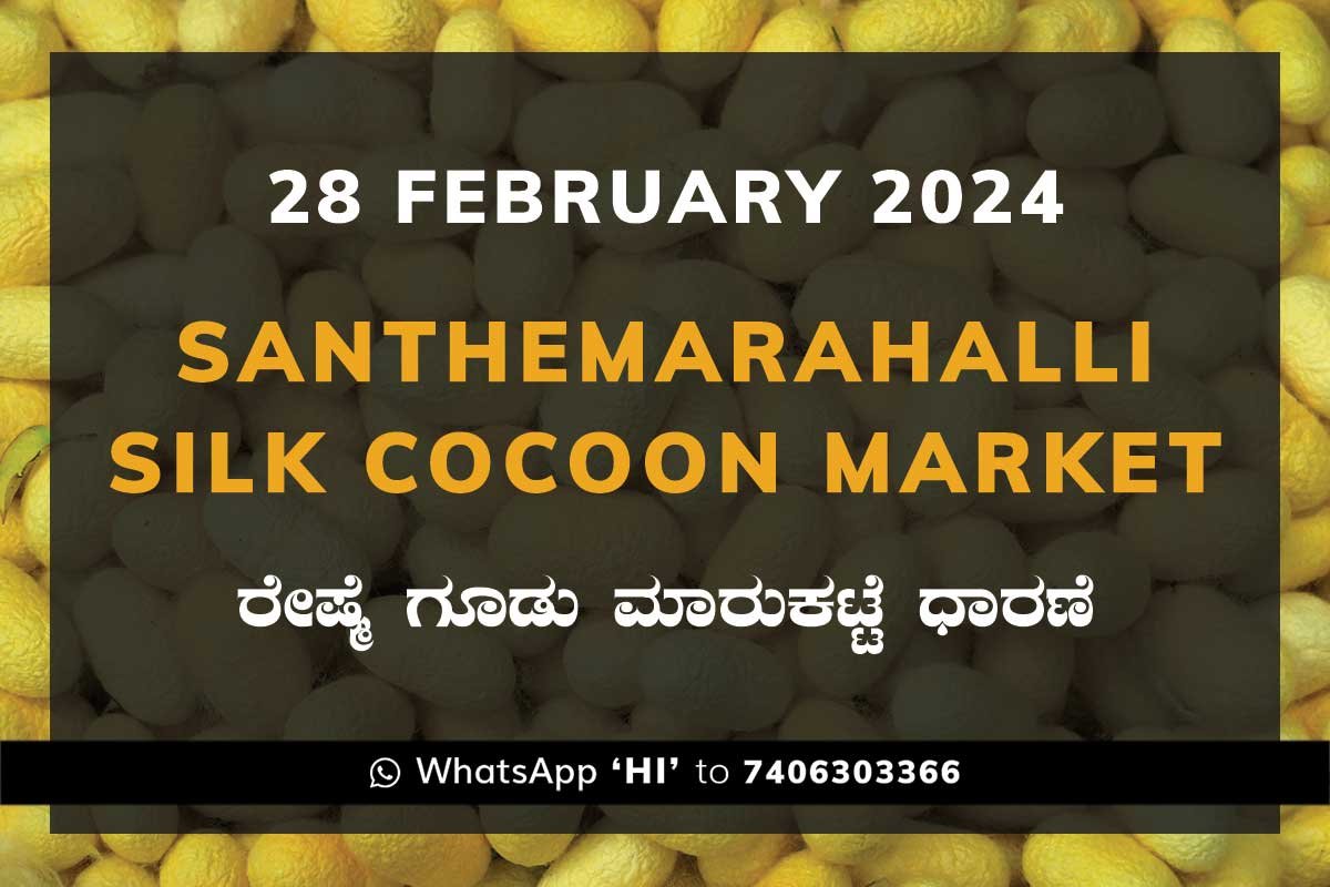 28Feb24Ka2b Silk Santhemarahalli Santemarahalli Government Cocoon Market ಸಂತೇಮರಹಳ್ಳಿ ರೇಷ್ಮೆ ಗೂಡು ಮಾರುಕಟ್ಟೆ ಧಾರಣೆ