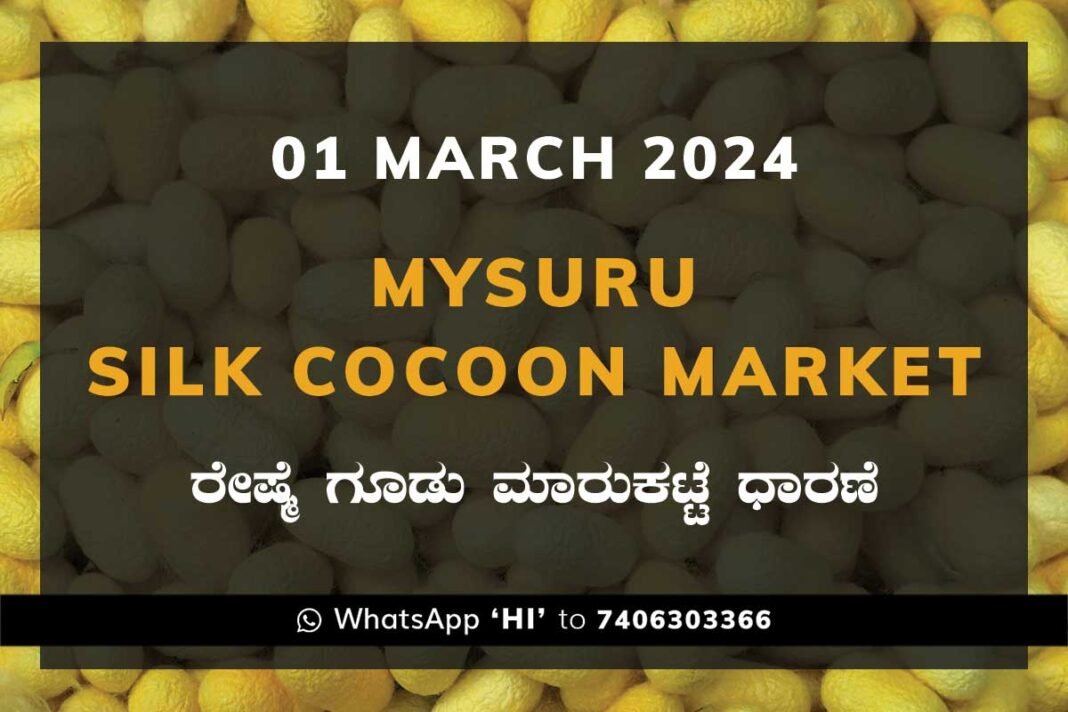 Mysuru Mysore Silk Cocoon Market Price Rate ಮೈಸೂರು ರೇಷ್ಮೆ ಗೂಡು ಮಾರುಕಟ್ಟೆ ಧಾರಣೆ