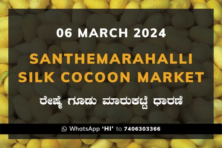 Silk Santhemarahalli Santemarahalli Government Cocoon Market ಸಂತೇಮರಹಳ್ಳಿ ರೇಷ್ಮೆ ಗೂಡು ಮಾರುಕಟ್ಟೆ ಧಾರಣೆ