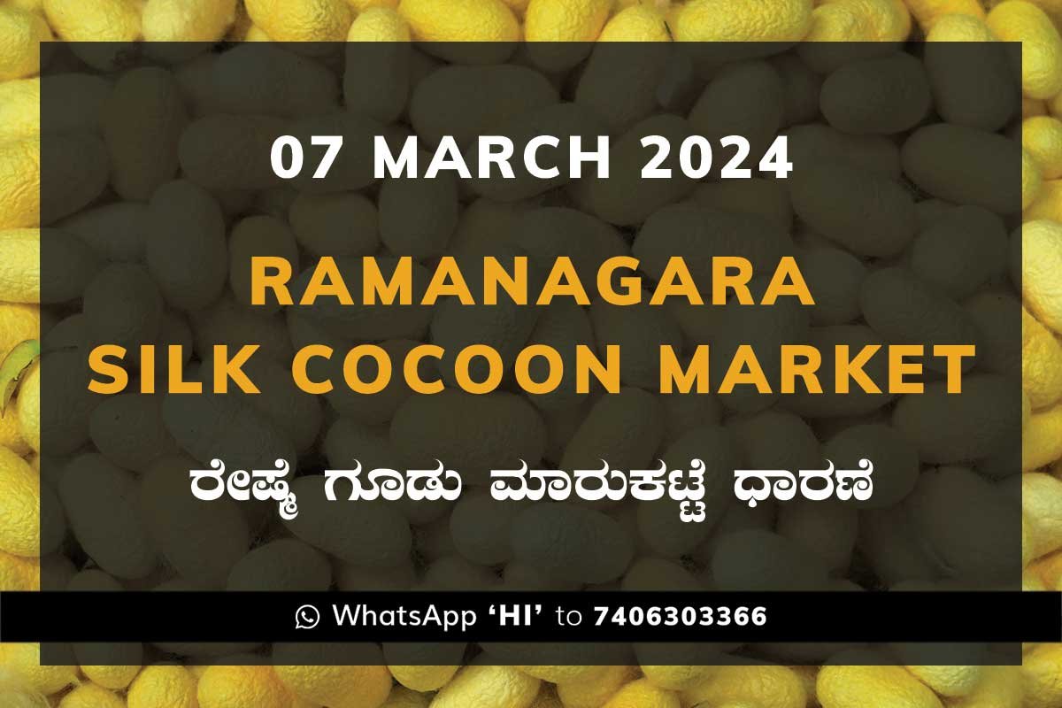 07MAR24Ka2j Ramanagara Silk Cocoon Market ರಾಮನಗರ ರೇಷ್ಮೆ ಗೂಡು ಮಾರುಕಟ್ಟೆ ಧಾರಣೆ