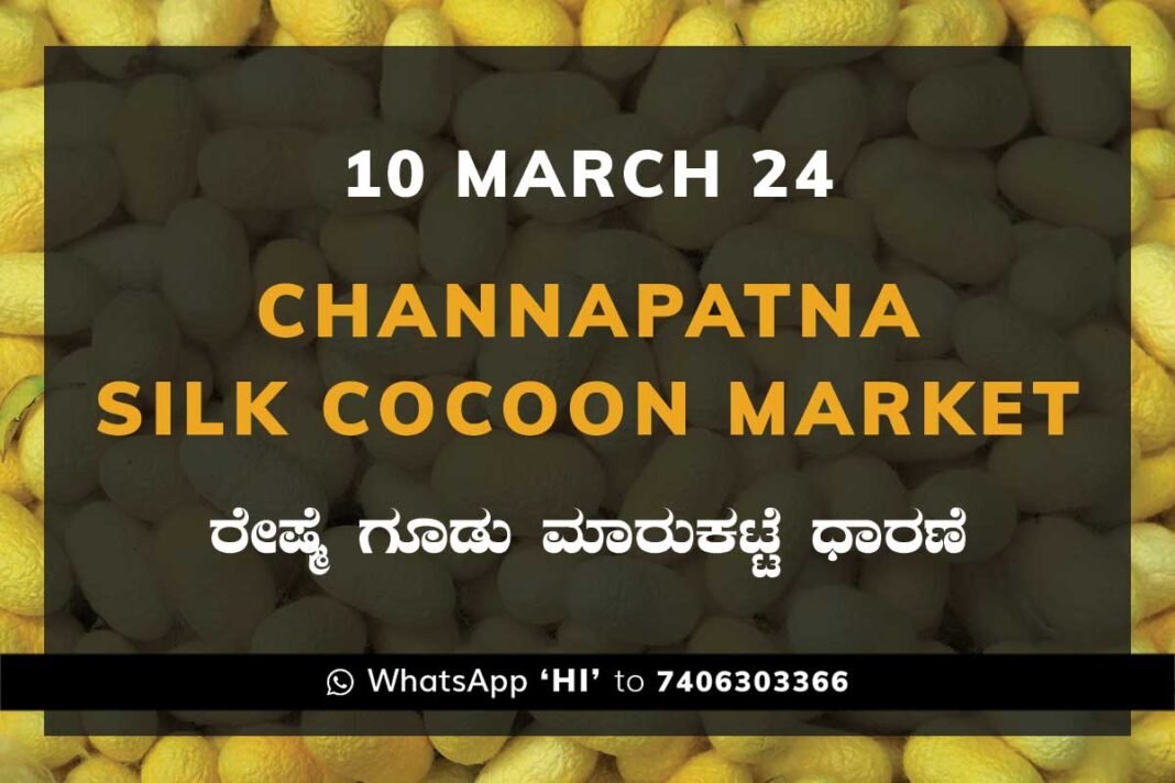 Channapatna Silk Cocoon Market Price Rate ಚನ್ನಪಟ್ಟಣ ರೇಷ್ಮೆ ಗೂಡು ಮಾರುಕಟ್ಟೆ ಧಾರಣೆ
