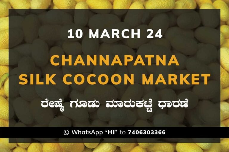 Channapatna Silk Cocoon Market Price Rate ಚನ್ನಪಟ್ಟಣ ರೇಷ್ಮೆ ಗೂಡು ಮಾರುಕಟ್ಟೆ ಧಾರಣೆ