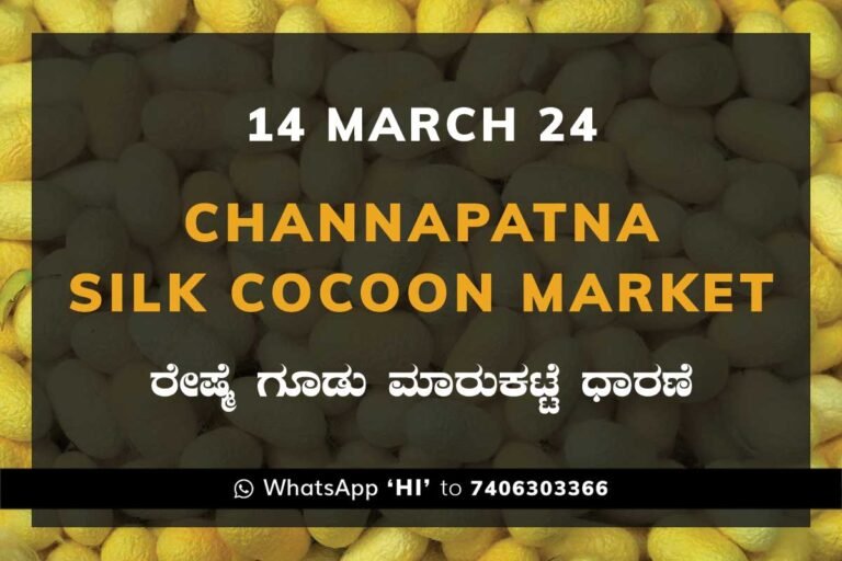 Channapatna Silk Cocoon Market Price Rate ಚನ್ನಪಟ್ಟಣ ರೇಷ್ಮೆ ಗೂಡು ಮಾರುಕಟ್ಟೆ ಧಾರಣೆ