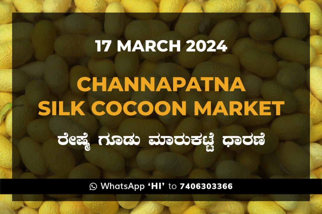Channapatna Silk Cocoon Market Price Rate ಚನ್ನಪಟ್ಟಣ ರೇಷ್ಮೆ ಗೂಡು ಮಾರುಕಟ್ಟೆ ಧಾರಣೆ