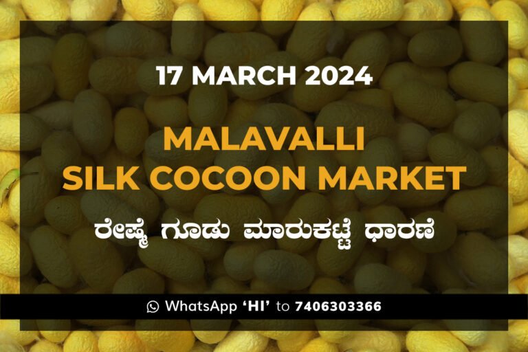 Malavalli Silk Cocoon Market Price Rate ಮಳವಳ್ಳಿ ರೇಷ್ಮೆ ಗೂಡು ಮಾರುಕಟ್ಟೆ ಧಾರಣೆ