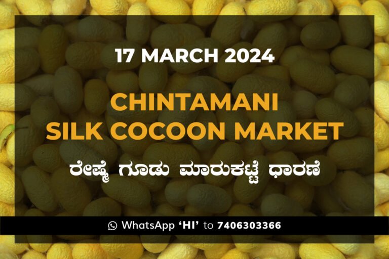 Chintamani Silk Cocoon Market ಚಿಂತಾಮಣಿ ರೇಷ್ಮೆ ಗೂಡು ಮಾರುಕಟ್ಟೆ ಧಾರಣೆ