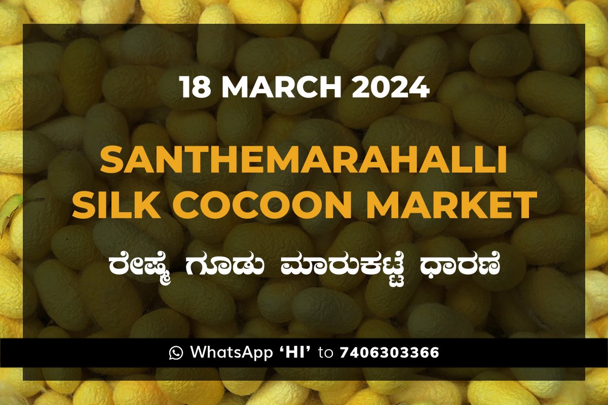 18Mar24KA02b Silk Santhemarahalli Santemarahalli Government Cocoon Market ಸಂತೇಮರಹಳ್ಳಿ ರೇಷ್ಮೆ ಗೂಡು ಮಾರುಕಟ್ಟೆ ಧಾರಣೆ