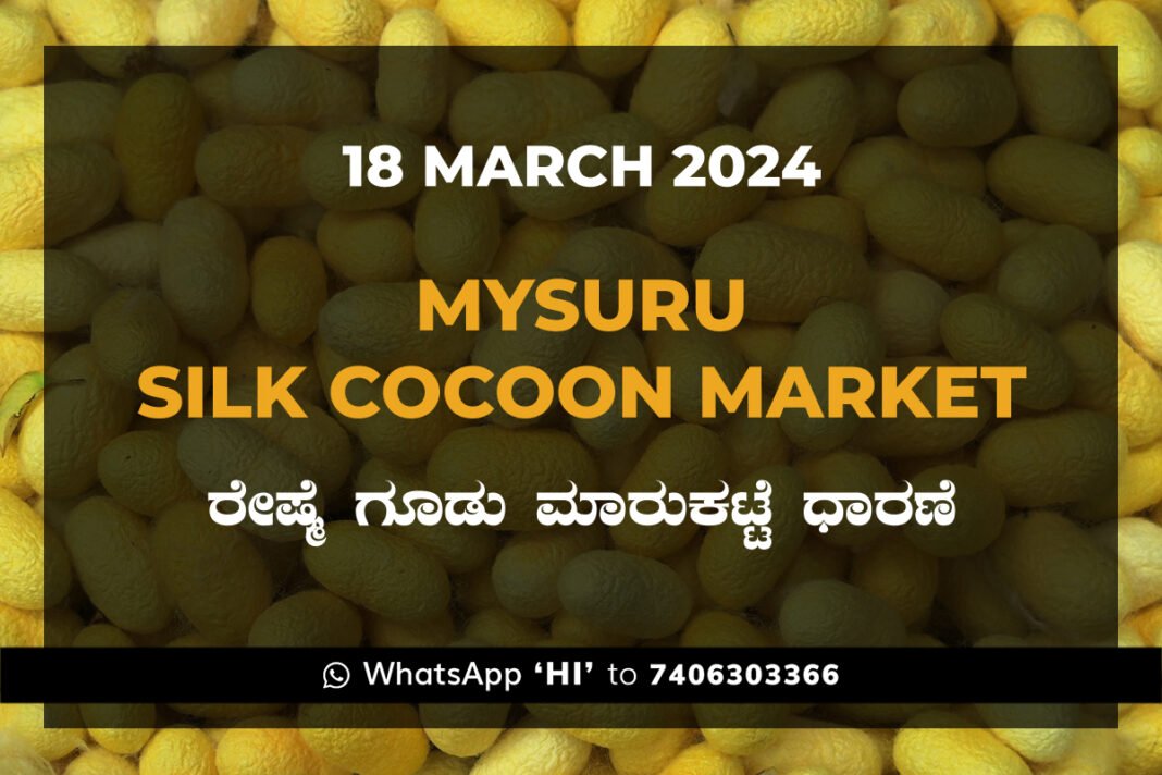 Mysuru Mysore Silk Cocoon Market Price Rate ಮೈಸೂರು ರೇಷ್ಮೆ ಗೂಡು ಮಾರುಕಟ್ಟೆ ಧಾರಣೆ