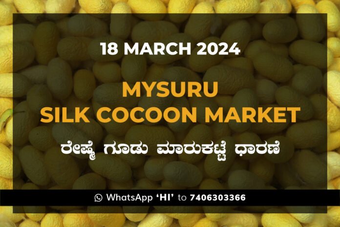 Mysuru Mysore Silk Cocoon Market Price Rate ಮೈಸೂರು ರೇಷ್ಮೆ ಗೂಡು ಮಾರುಕಟ್ಟೆ ಧಾರಣೆ