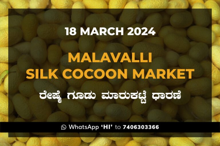 Malavalli Silk Cocoon Market Price Rate ಮಳವಳ್ಳಿ ರೇಷ್ಮೆ ಗೂಡು ಮಾರುಕಟ್ಟೆ ಧಾರಣೆ
