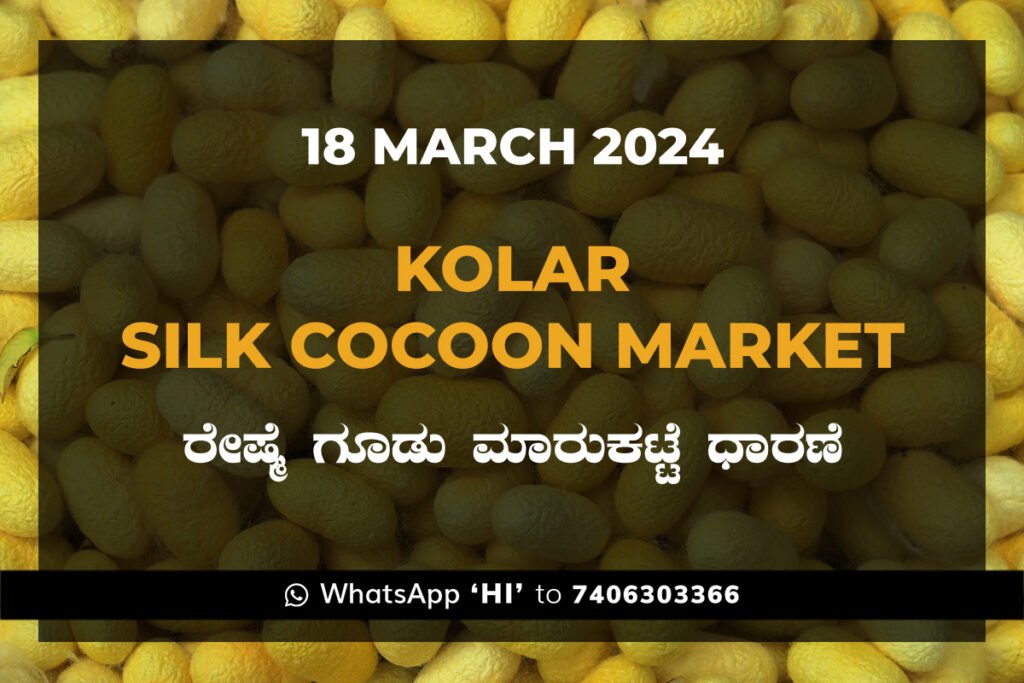 Kolar Silk Cocoon Market Price Rate ಕೋಲಾರ ರೇಷ್ಮೆ ಗೂಡು ಮಾರುಕಟ್ಟೆ ಧಾರಣೆ