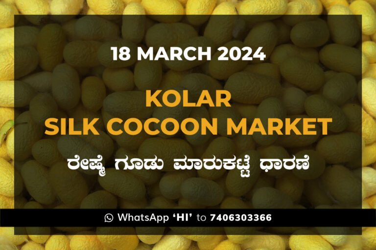 Kolar Silk Cocoon Market Price Rate ಕೋಲಾರ ರೇಷ್ಮೆ ಗೂಡು ಮಾರುಕಟ್ಟೆ ಧಾರಣೆ